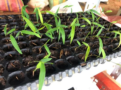 14 Feb 2019 – first germination of bamboo seeds All-ready 14 days after ...