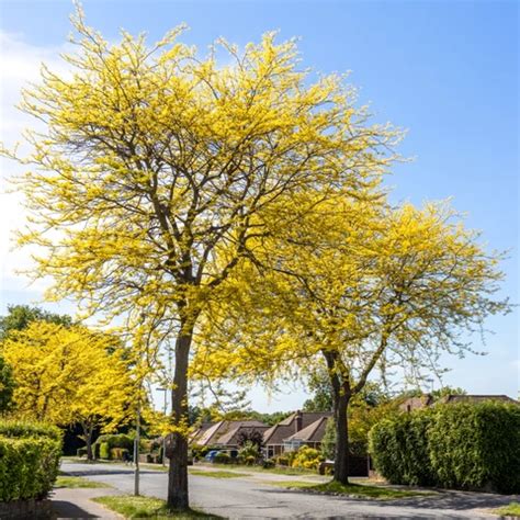 Thornless Honey Locust Tree | Honey locust tree, Honey locust, Growing tree