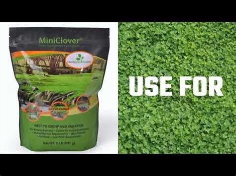 Clover Lawn Seed - G4rden Plant