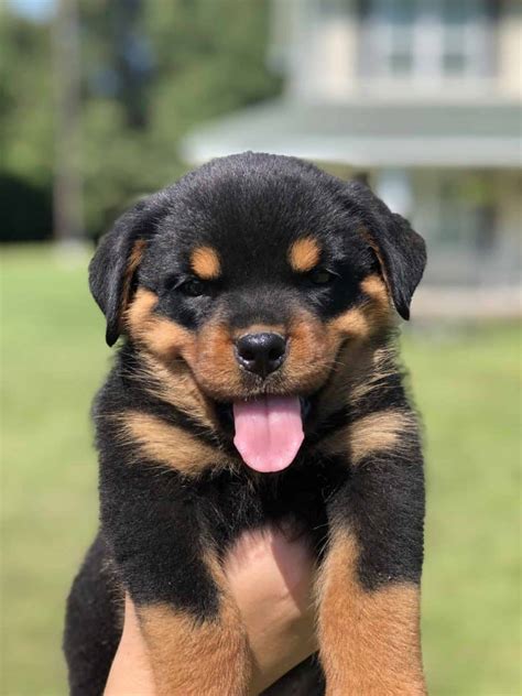 ROTTWEILER PUPPIES FOR SALE IN ALABAMA - Mississippi Rottweilers