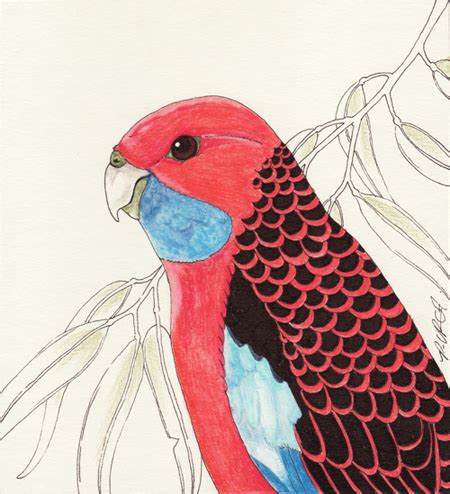 Crimson Rosella by Ravenari on DeviantArt