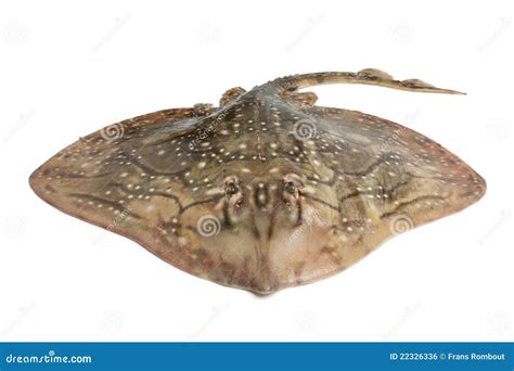 Fresh Ray Fish Royalty Free Stock Image - Image: 22326336