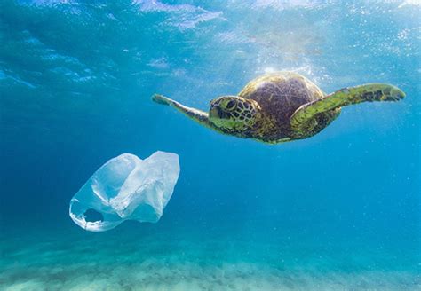 Five solutions to ocean plastic pollution - Recycle Track Systems