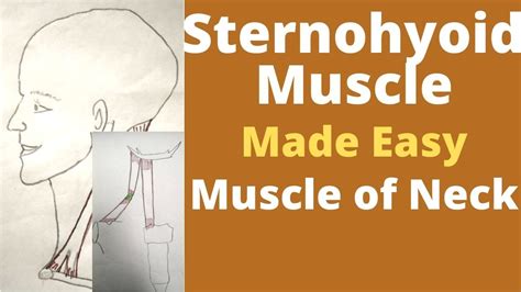 Sternohyoid muscle | Infrahyoid muscle | sternohyoid origin and insertion | Ansa cervicalis ...