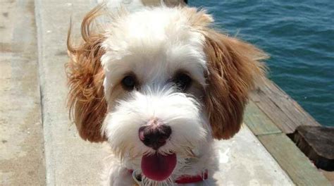 Basset Hound Poodle Mix | PETSIDI