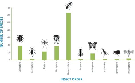 Invasive insects: Risks and pathways project