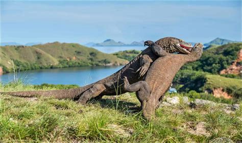 史上最大のコモド ドラゴンは U ホール トラックの長さだった: コモド ドラゴンがそのようなモンスターに成長した 3 つの理由!