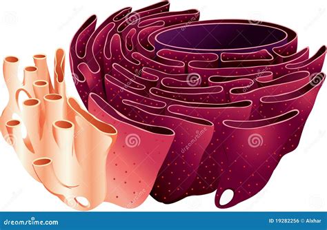 Endoplasmic Reticulum Royalty Free Stock Image - Image: 19282256