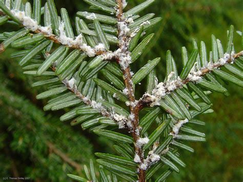 Bartlett Tree Experts: Hemlock Woolly Adelgid