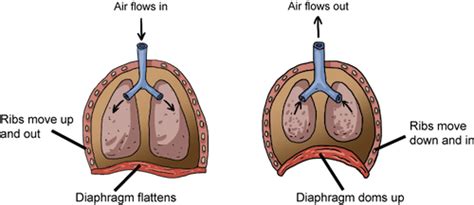 Respiration - kathya s & seemariah biology -life process