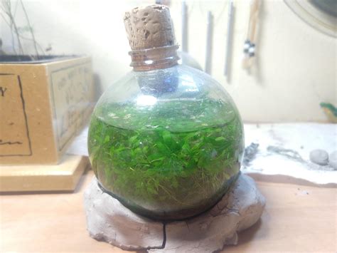 My ecosphere, made October 2020 still going strong! : Ecosphere