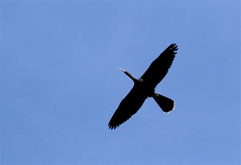 Huron River Birding: The soaring DC cormorant Identification issue