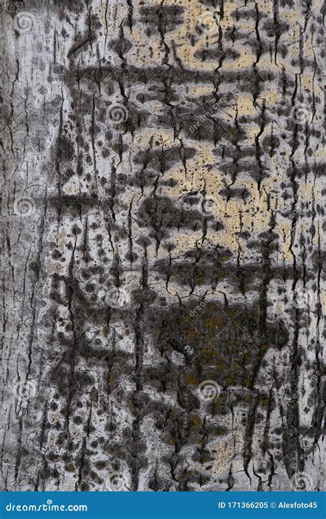 Aspen Tree Bark Texture Background Stock Image - Image of grain, detail ...