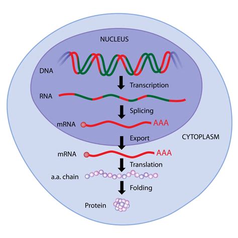 The Central Dogma: How Your DNA Determines Who You Are | American ...