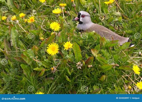 Tero stock image. Image of fuego, wildlife, green, america - 32432897