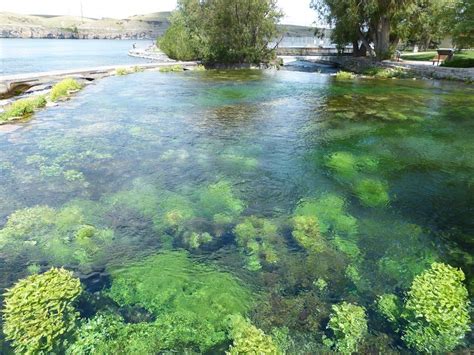 Giant Springs State Park in Great Falls, MT. | USA MT. GREAT FALLS | State parks, Great falls ...