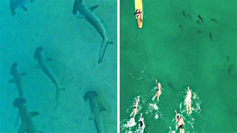 澳洲印象-澳洲著名海滩惊现鲨鱼群！海洋爱好者近距离接触：“太不可思议了...”