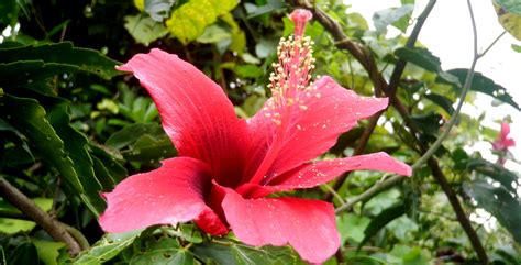 A New Endemic Hibiscus Species from Ovalau, Fiji – Savurua | Research, Conservation & Botanical ...