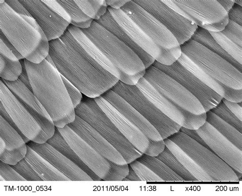 Scientific Image - SEM Image of Blue Morpho Butterfly Wing | NISE Network