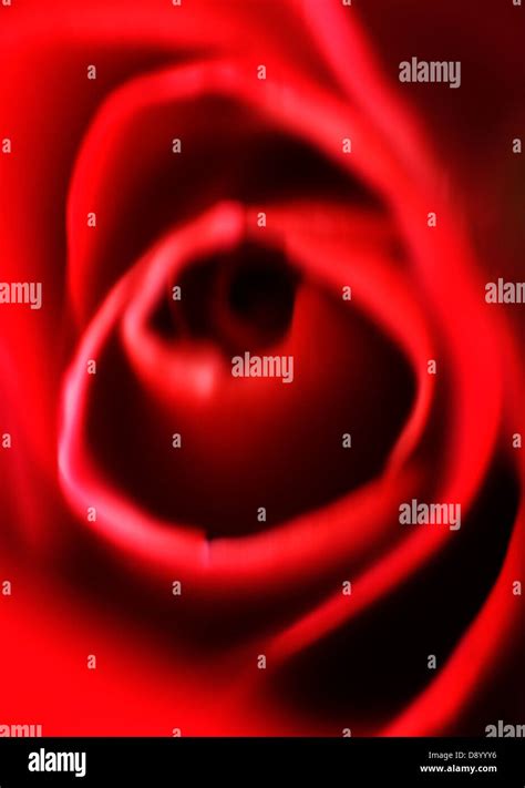 A red rose, close-up Stock Photo - Alamy