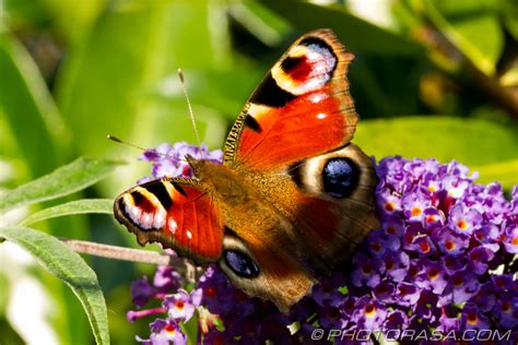 European Peacock Butterfly - Photorasa Free HD Photos