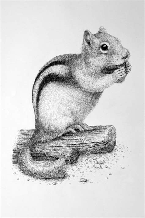 85 Simple And Easy Pencil Drawings Of Animals For Every Beginner