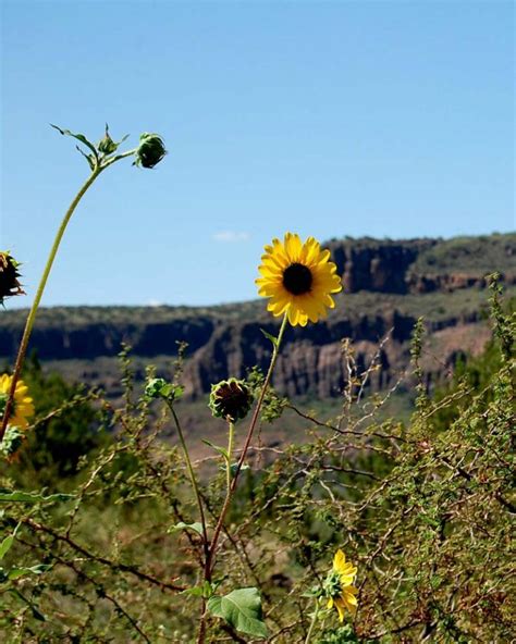 Wildflowers | Alpine, Texas