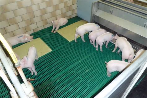 Highly digestible protein sources for piglet feeding - All About Feed