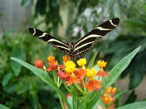 Buckfastleigh Butterfly Farm and Otter Sanctuary (1) | Loco Yard