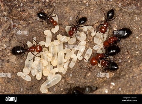 Carpenter ant (Camponotus lateralis), nest under a stone with larva ...