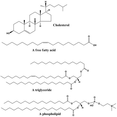 Lipid - Wikipedia