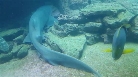 Ushaka Marine World_ Aquarium- (Part 2) - YouTube