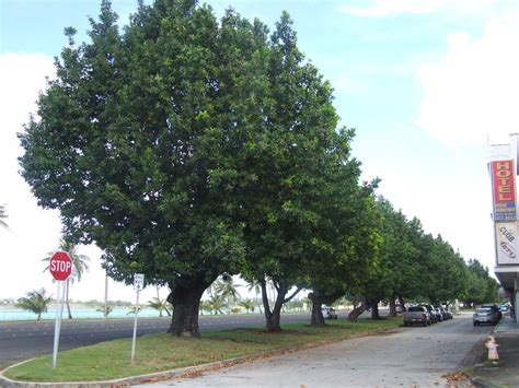 Calophyllum inophyllum trees | Calophyllum inophyllum is a l… | Flickr