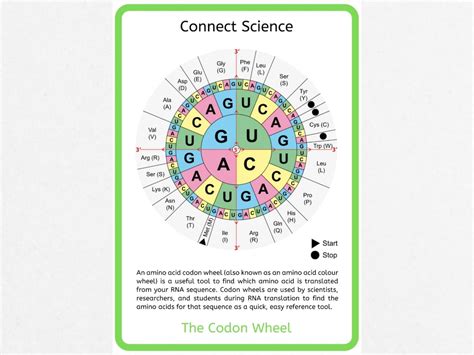 The Codon Wheel Poster A4 Download Science Poster - Etsy