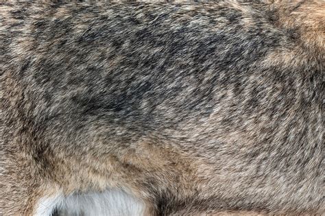 Closeup real wolf fur texture | High-Quality Animal Stock Photos ...