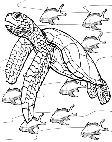 Printable Sea Turtle Coloring Pages For Adults - teachcreativa.com