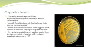 Chryseobacterium Indologenes Pneumonia -Case Presentation | PPT