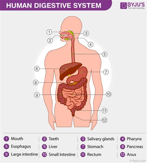 Human Digestive System - Parts Of Digestive System