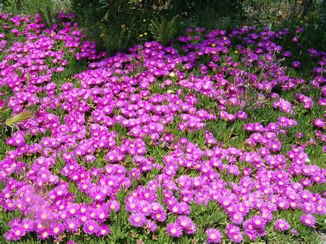 Delosperma cooperi (Purple Ice Plant) - World of Succulents | Best ground cover plants, Ground ...