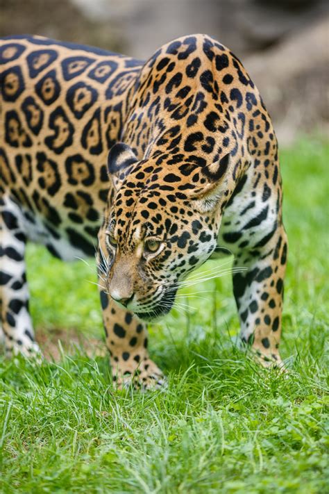 Jaguar Free Stock Photo - Public Domain Pictures