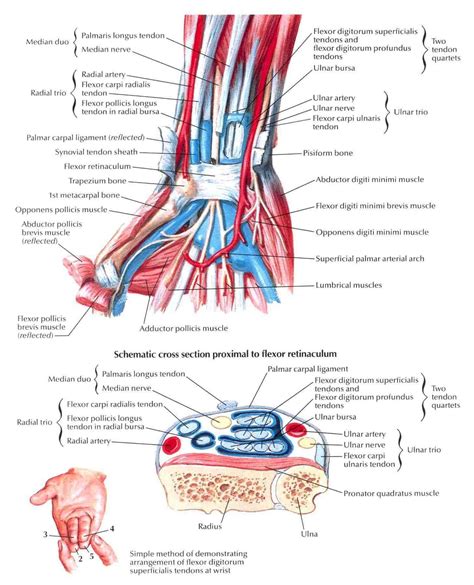 Anatomy of the Wrist | Physical therapy, Anatomy, Human anatomy, physiology