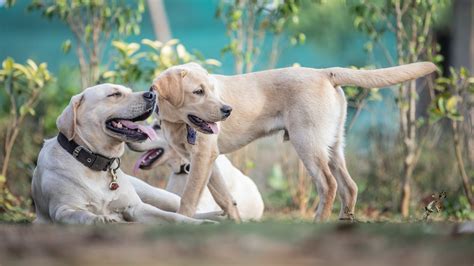 Golden Gate Labrador Retriever Rescue