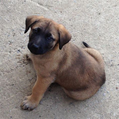 German Shepherd Mastiff puppies | Mastiff mix, Mix puppies, Mastiff puppies