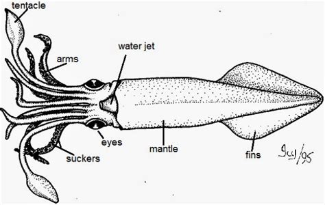 Bio11: Manvir Toor Squid Diagram (Cephalopod)