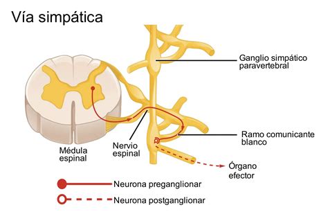 ¿Qué es el sistema simpático y cómo funciona? - Como Funciona Que