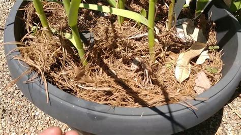 Growing Garlic In Containers - YouTube