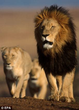 "Only 34 Lions Left in Nigeria" - Lions in Nigeria & other parts of West Africa head towards ...