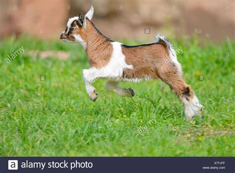 Baby Goat Jumping High Resolution Stock Photography and Images - Alamy