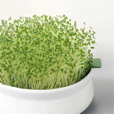 Chia ORGANIC Sprouting Seeds – Weston seed