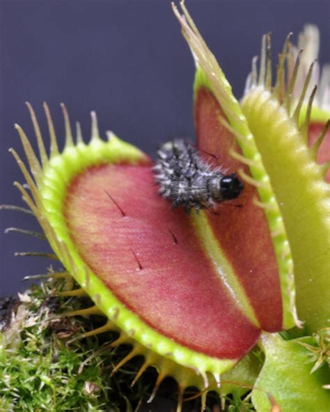 Venus flytrap exploits plant defenses in carnivorous lifestyle